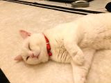 2 Yasında Sevimli British Shorthair