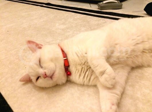 2 Yasında Sevimli British Shorthair görsel
