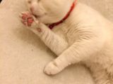 2 Yasında Sevimli British Shorthair