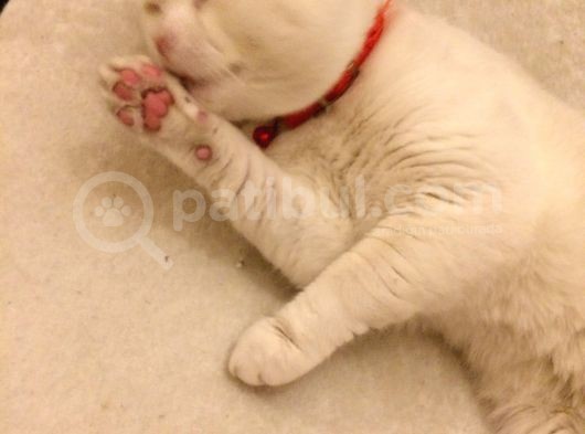 2 Yasında Sevimli British Shorthair görsel