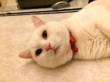2 Yasında Sevimli British Shorthair