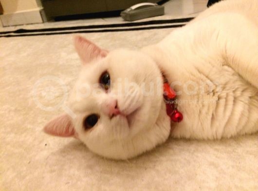 2 Yasında Sevimli British Shorthair görsel