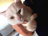 2 Yasında Sevimli British Shorthair