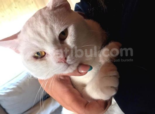 2 Yasında Sevimli British Shorthair görsel