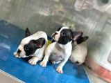 French Buldog
