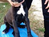 2 Aylık Cane Corsa