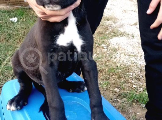 2 Aylık Cane Corsa görsel