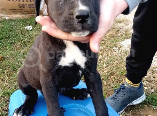 2 Aylık Cane Corsa görsel