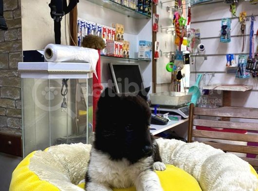 60 Günlük Orjinal Akita İnu Yavrular 60 Gunluk görsel