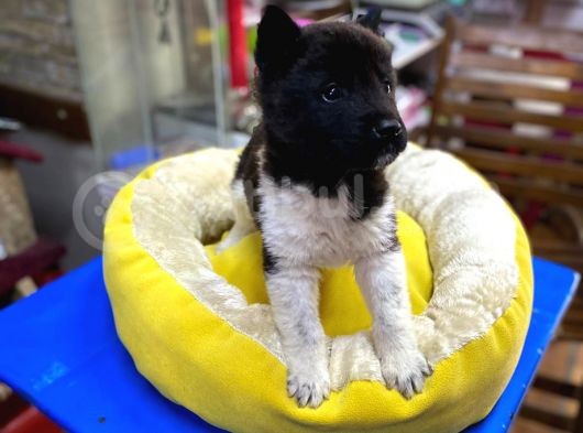 60 Günlük Orjinal Akita İnu Yavrular 60 Gunluk görsel