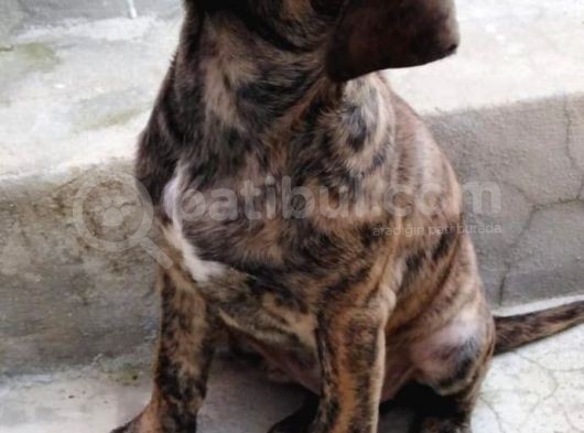 2 Aylık Cane Corsa görsel