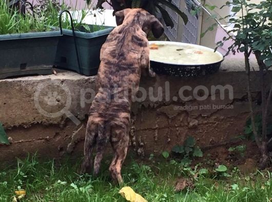 2 Aylık Cane Corsa görsel