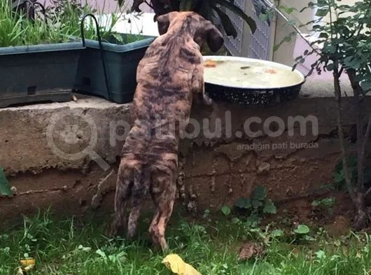 2 Aylık Cane Corsa