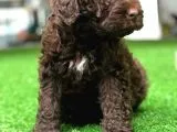 Poodle
