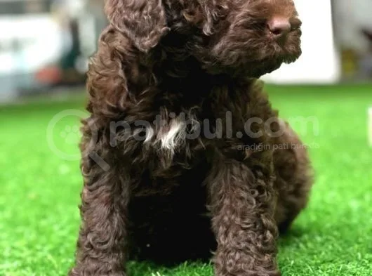 Poodle