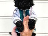 Siyah İnci Black Toy Poodle Yavrularımız