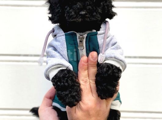Siyah İnci Black Toy Poodle Yavrularımız görsel