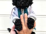 Siyah İnci Black Toy Poodle Yavrularımız