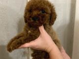 Red Brown Toy Poodle Yavrumuz