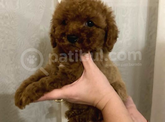 Red Brown Toy Poodle Yavrumuz görsel