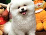 Ev Bakımına En Uygun Teddy Bear Irk Pomeranian Boo Yavruları