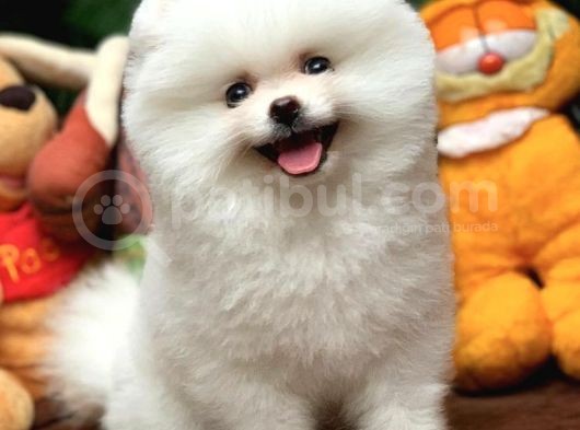 Ev Bakımına En Uygun Teddy Bear Irk Pomeranian Boo Yavruları görsel