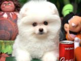 Ev Bakımına En Uygun Teddy Bear Irk Pomeranian Boo Yavruları