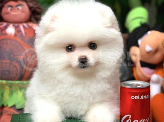 Ev Bakımına En Uygun Teddy Bear Irk Pomeranian Boo Yavruları görsel