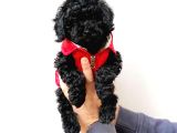 Black Siyah İnci Toy Poodle Yavrularımız