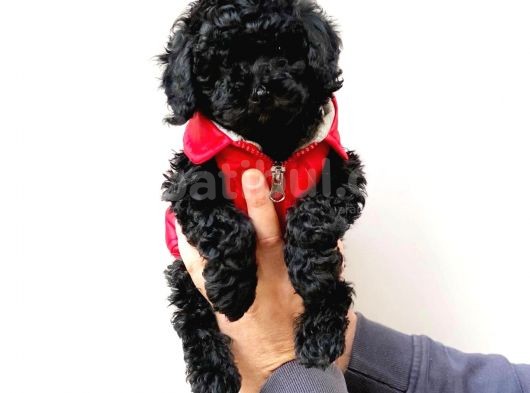 Black Siyah İnci Toy Poodle Yavrularımız görsel