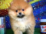 Scr Sertifikalı Birbirinden Güzel Pomeranian Boo Yavru
