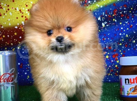 Scr Sertifikalı Birbirinden Güzel Pomeranian Boo Yavru görsel