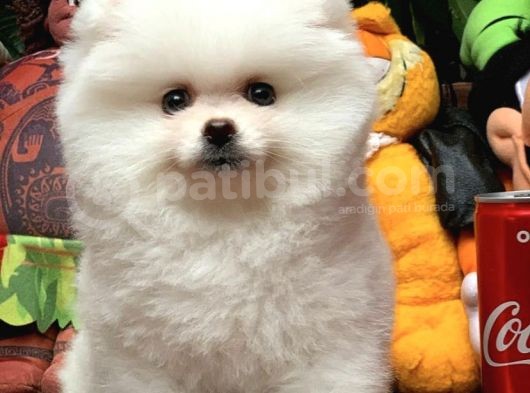 Ev Bakımına En Uygun Teddy Bear Irk Pomeranian Boo Yavruları görsel