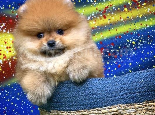 Scr Sertifikalı Birbirinden Güzel Pomeranian Boo Yavru görsel