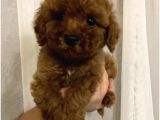 Red Brown Toy Poodle Yavrumuz
