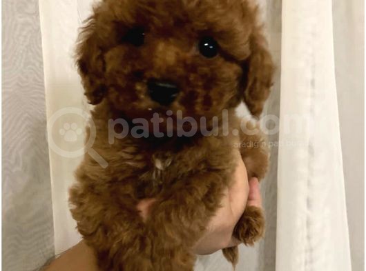 Red Brown Toy Poodle Yavrumuz görsel