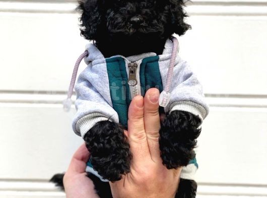 Siyah İnci Black Toy Poodle Yavrularımız görsel