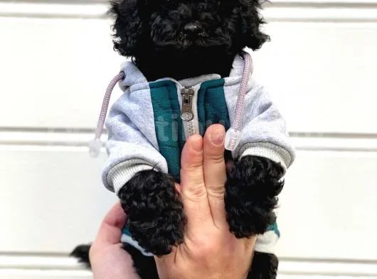 Siyah İnci Black Toy Poodle Yavrularımız