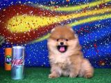 Scr Sertifikalı Birbirinden Güzel Pomeranian Boo Yavru