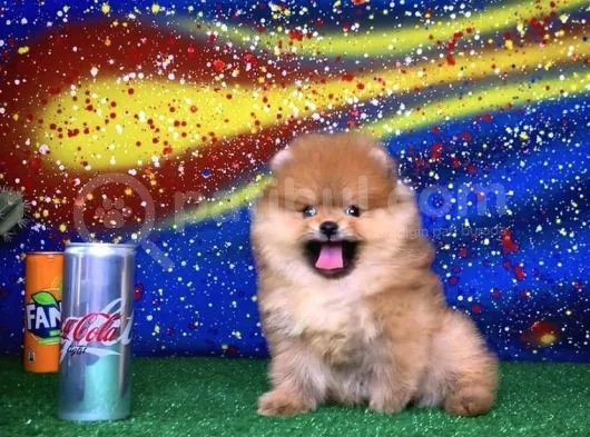 Scr Sertifikalı Birbirinden Güzel Pomeranian Boo Yavru