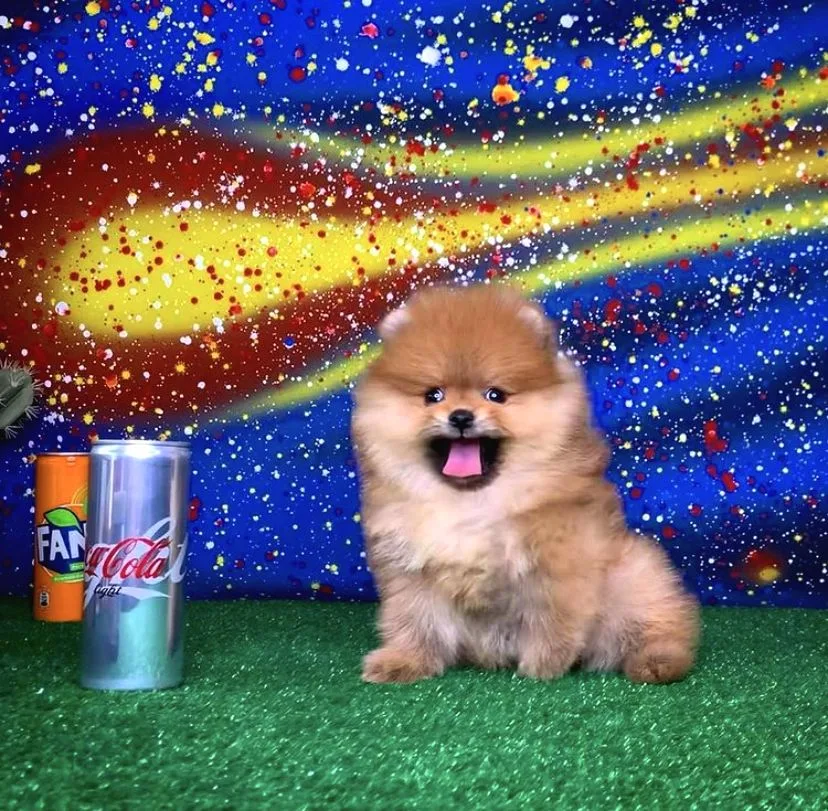 SCR Sertifikalı Birbirinden Güzel Pomeranian Boo Yavru