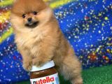Scr Sertifikalı Birbirinden Güzel Pomeranian Boo Yavru