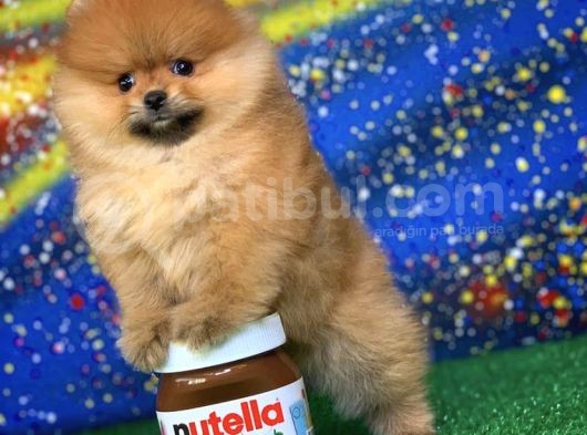 Scr Sertifikalı Birbirinden Güzel Pomeranian Boo Yavru görsel