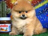 Scr Sertifikalı Birbirinden Güzel Pomeranian Boo Yavru