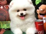 Ev Bakımına En Uygun Teddy Bear Irk Pomeranian Boo Yavruları