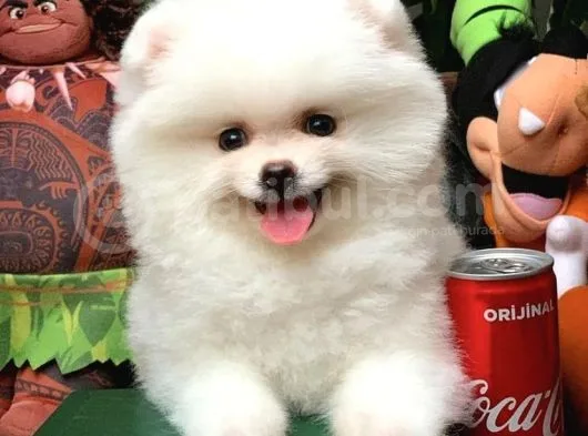 Ev Bakımına En Uygun Teddy Bear Irk Pomeranian Boo Yavruları