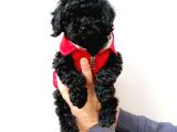 Black Siyah İnci Toy Poodle Yavrularımız
