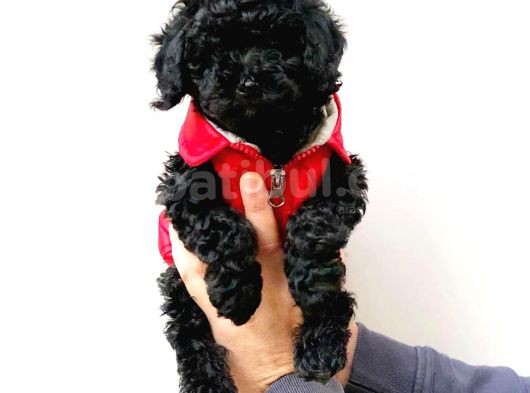 Black Siyah İnci Toy Poodle Yavrularımız görsel
