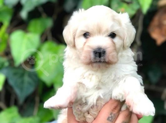 Maltipoo Erkek görsel