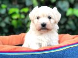 Maltipoo Erkek